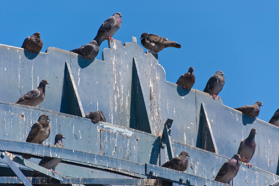 Technicien installant des dispositifs anti-pigeons sur le rebord d'un immeuble parisien